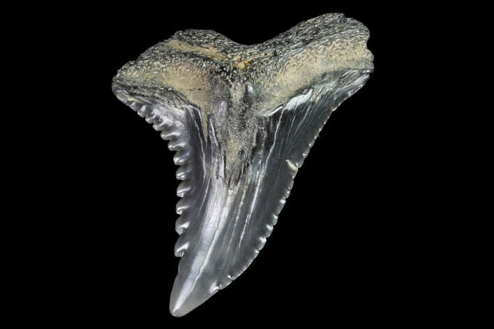 Hemipristis Shark Tooth Fossil - Virginia #96694